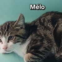 MELO, chat à adopter