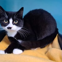 MERVEILLE, chatte à adopter