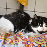 Lucky, chat à adopter