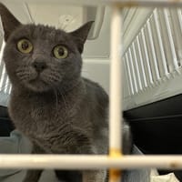ZIGZAG, chatte à adopter