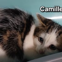 CAMILLE, chatte à adopter
