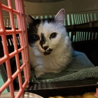 ARIA, chat à adopter