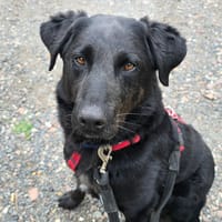 ROCK, chien à adopter