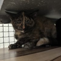PRISCA, chatte à adopter