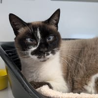 Émilia, chatte à adopter