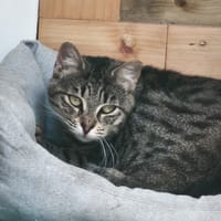 MARIE PAS ICAD, chatte à adopter