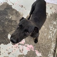 KRUSH, chien à adopter