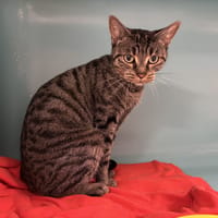 LUNA, chatte à adopter