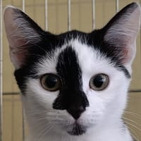 Passion, chatte à adopter