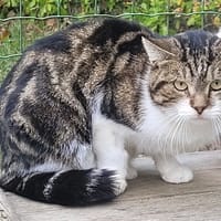 VIKING, chat à adopter