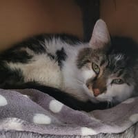WALLY, chat à adopter