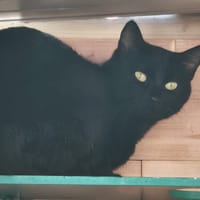 LEA, chatte à adopter