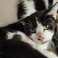 ARTHUR, chat à adopter