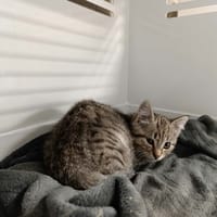 BOULE, chat à adopter