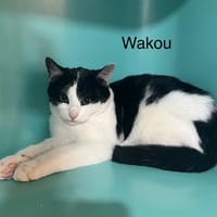 Wakou, chat à adopter