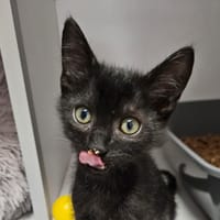 Billy, chatte à adopter