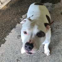 JAH WOA, chien à adopter