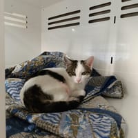 PERLE, chatte à adopter