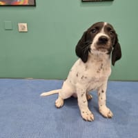 MISTRAL, chien à adopter