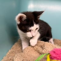 PEN, chat à adopter