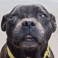 Maya, chienne à adopter