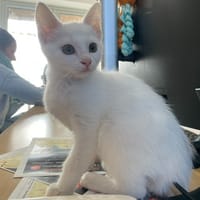 ZOE, chatte à adopter