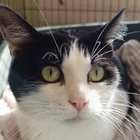 Soprano, chat à adopter