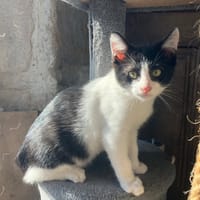 FRISBY QCT, chat à adopter