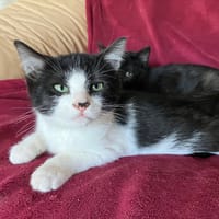 POM POM QCT, chat à adopter