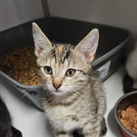Buddy, chatte à adopter