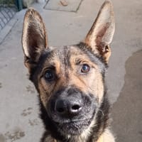 THELBY, chien à adopter