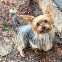 Picadilly CAA16238, chienne à adopter