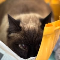 Pussy, chat à adopter