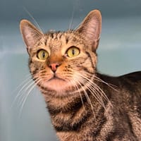 PAPYRUS, chat à adopter