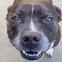 PZARKO, chien à adopter