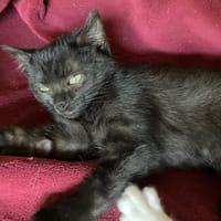 SOCKS QCT, chat à adopter