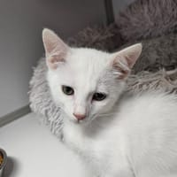 Brume, chatte à adopter