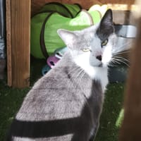 MILOU, chat à adopter