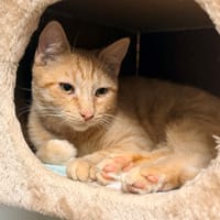 GIN, chat à adopter
