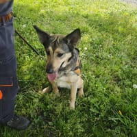 XZENA, chienne à adopter