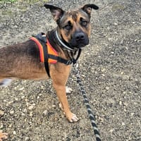 MOUNTY, chien à adopter