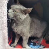 BARRY, chat à adopter