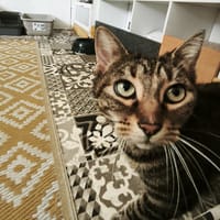 BEKY PAS ICAD, chatte à adopter