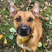 TILA, chienne à adopter
