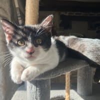 TRIXIE QCT, chatte à adopter