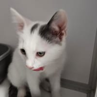 Bijou, chat à adopter