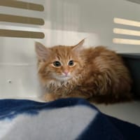 NAPO (réservée), chatte à adopter