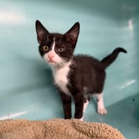 SHOTTA (en cours d'adoption), chat à adopter
