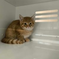 NEKO, chat à adopter