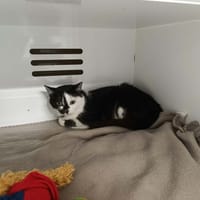 LILI, chatte à adopter
